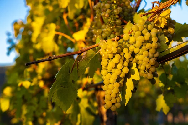 Región Vinícola Wachau Momento Cosecha Vino Austria — Foto de Stock