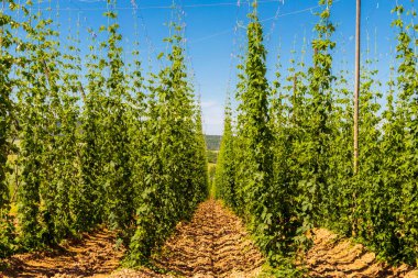 Çek Cumhuriyeti 'nin Zatec bölgesinde sıçrama alanı