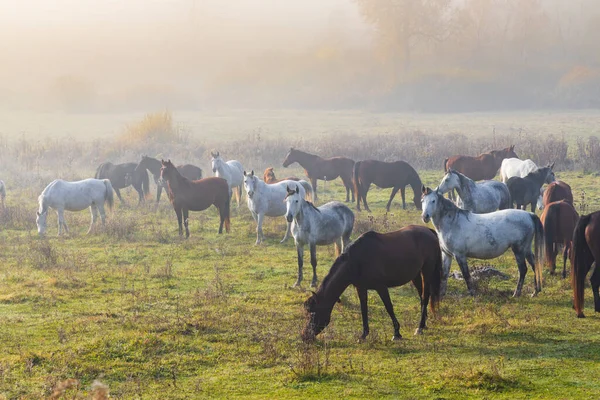 Stado Koni Północnych Węgrzech — Zdjęcie stockowe