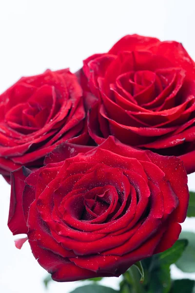 Buquê Rosas Frescas Fundo Floral — Fotografia de Stock