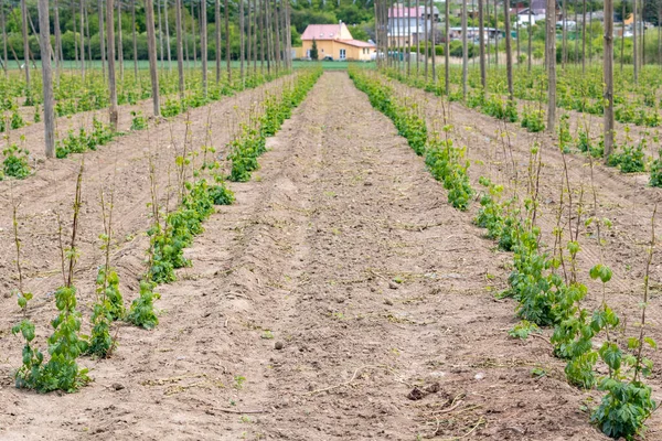 Hop Field Ранній Весняний Час Поблизу Затка Чеська Республіка — стокове фото