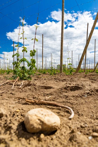 Hop Field Early Spring Time Zatec Czech Republic — Stock Photo, Image