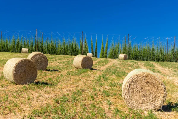 Hop Field Zatec Region Czech Republic — Stock Photo, Image