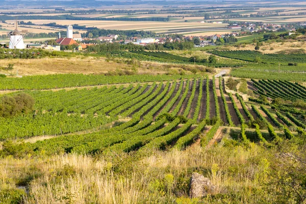 Weinberg Bei Windmühle Retz Niederösterreich Österreich — Stockfoto