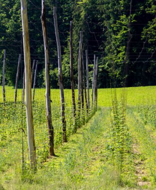 Baharda zıplama bahçesi, Styria, Avusturya
