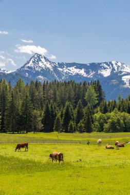 İneklerin sürüsü, Schladming Tauern, Avusturya