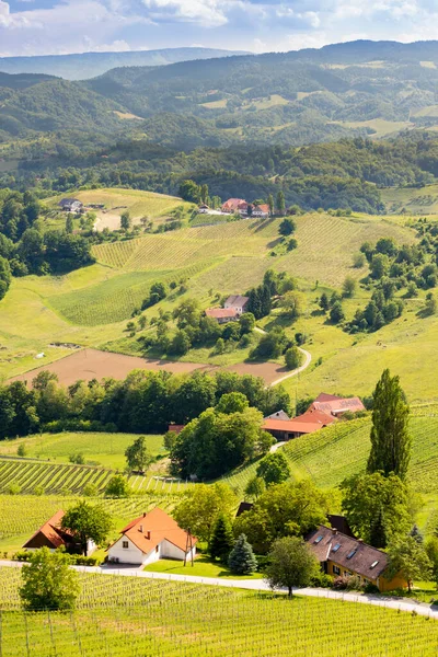 Виноградник Австрійському Кордоні Штирії — стокове фото