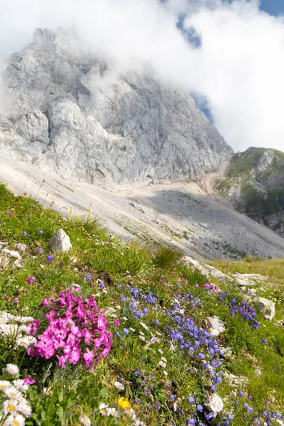 Flora Montanhosa Perto Mangart Parque Nacional Triglav Julian Alps Eslovénia — Fotografia de Stock