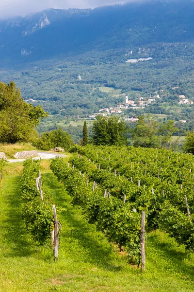 Vipava Valley Gorice Region Slovenia — Stock Photo, Image