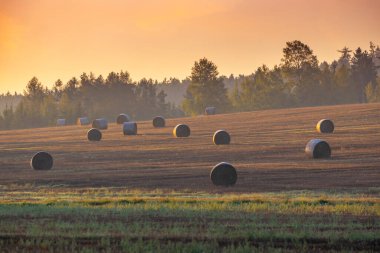 Svihov yakınlarındaki Sumava zirvesi, Batı Bohemya, Çek Cumhuriyeti