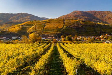 Avusturya 'nın Wachau bölgesinde sonbahar üzüm bağı ve Spitz