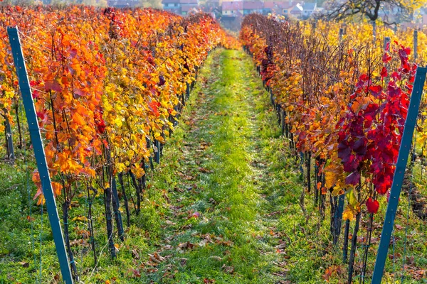 Осенние Виноградники Блатнице Сватим Антонинкем Южная Моравия Чехия — стоковое фото