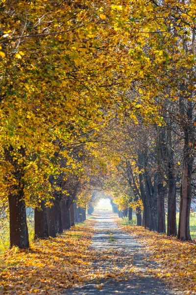 Aleja Jesienna Niedaleko Banhorvati Węgry — Zdjęcie stockowe