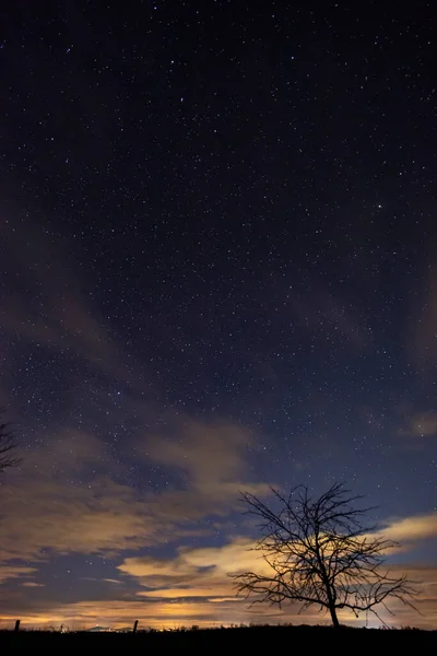 Baum Mit Sternenhimmel Vor Sonnenaufgang — Stockfoto