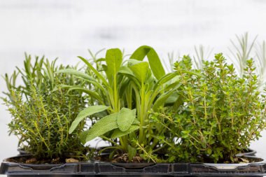 Biberiye, kekik, adaçayı, İtalyan gülü ve marjoram.