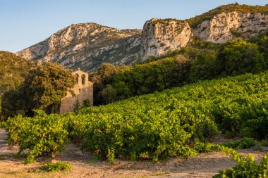 Şarap Bölgesi 'ndeki üzüm bağları Languedoc-Roussillon, Roussillon, Fransa
