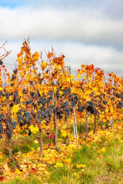 Mavi üzümler Zweigeltrebe, Aşağı Avusturya, Avusturya
