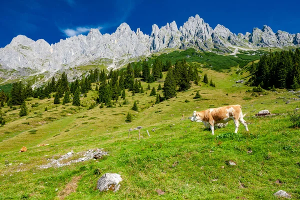 Österrikiska Alperna Närheten Arturhaus Och Bischofshofen — Stockfoto