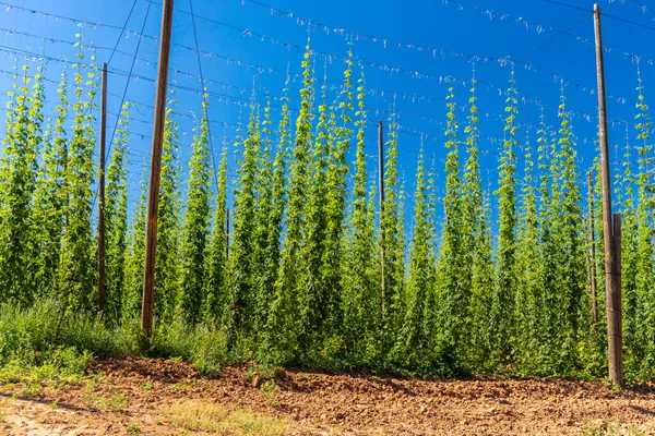 Champ Houblon Dans Région Zatec République Tchèque — Photo