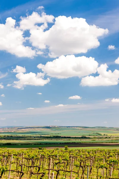 Viñedos Palava Región Moravia República Checa — Foto de Stock