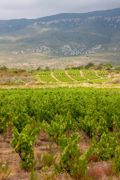 Winnice Regionie Winiarskim Languedoc Roussillon Roussillon Francja — Zdjęcie stockowe