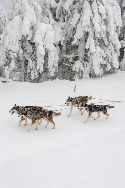 Sledge Levrette Sedivacek Long République Tchèque — Photo