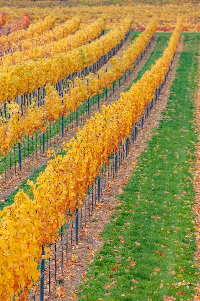Herbstliche Weinberge Bei Retz Niederösterreich Österreich — Stockfoto