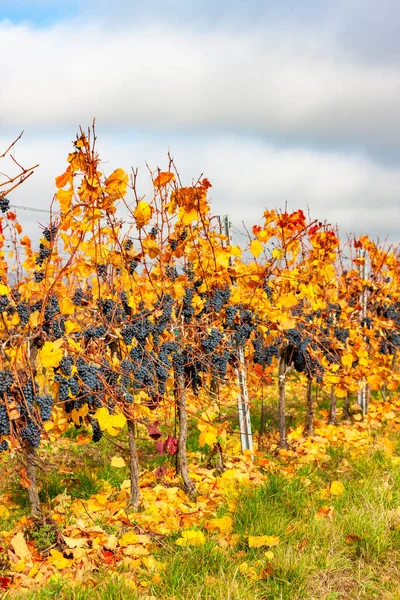 Mavi üzümler Zweigeltrebe, Aşağı Avusturya, Avusturya