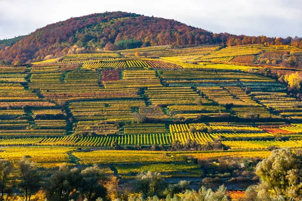 Vignobles Automne Vallée Wachau Basse Autriche Autriche — Photo