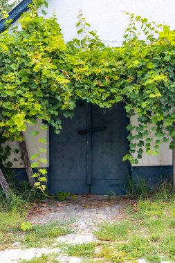 Hajos, Kalocsa County, Güney Büyük Ovası, Macaristan 'daki mahzen yolu.