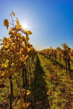 Langenlois yakınlarındaki sonbahar üzüm bağı, Aşağı Avusturya, Avusturya