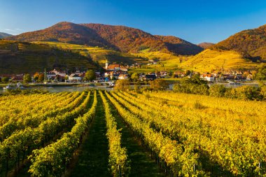 autumn vineyard and Spitz in Wachau region, Austria clipart