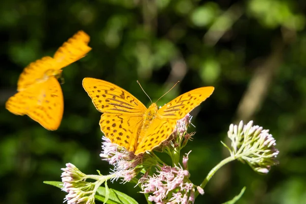 Silver Washed Fritillary Butterfly Natural Environment National Park Slovensky Raj — Stock Photo, Image