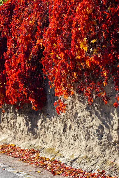 Старая Стена Красочными Листьями Осенью — стоковое фото
