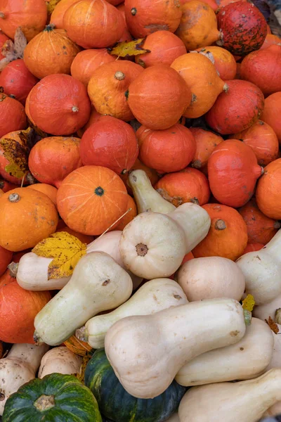 Different Kinds Pumpkins Autumn Market Austria — Stock Photo, Image