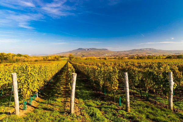 Vignobles Près Dolni Dunajovice Palava Moravie Sud République Tchèque — Photo