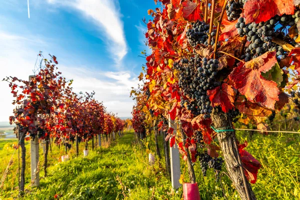 Herbstliche Weinberge Blatnice Pod Svatym Antoninkem Südmähren Tschechische Republik — Stockfoto