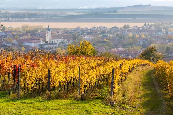 Vigneti Autunnali Blatnice Pod Svatym Antoninkem Moravia Meridionale Repubblica Ceca — Foto Stock