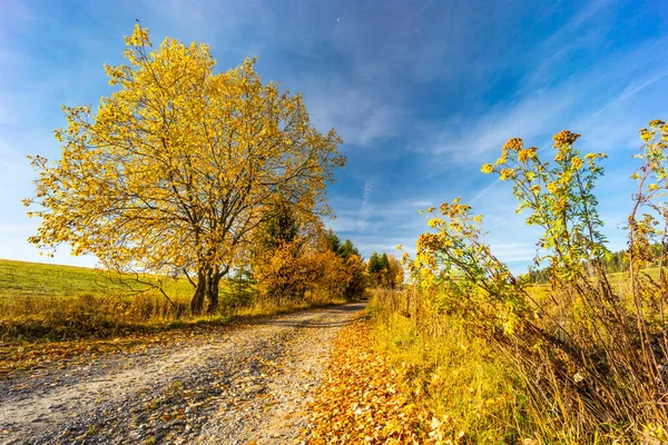 Slovakya Eyer Yakınında Sonbahar Ağacı Olan Yol Beskyd — Stok fotoğraf