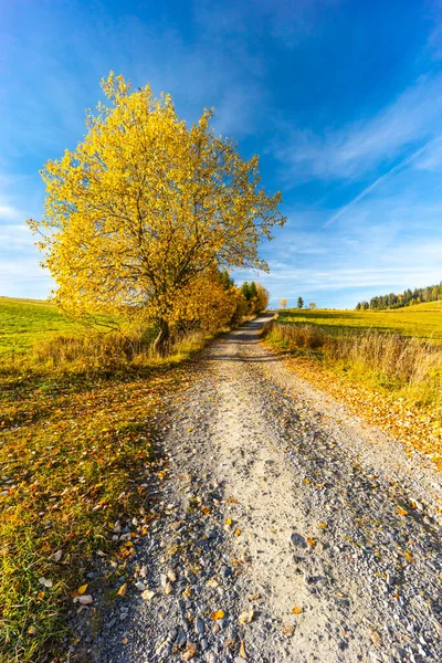 Estrada Com Árvore Outono Perto Sela Beskyd Eslováquia — Fotografia de Stock