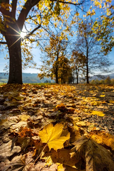 Осенняя Аллея Возле Банхорвати Северной Венгрии Венгрия — стоковое фото