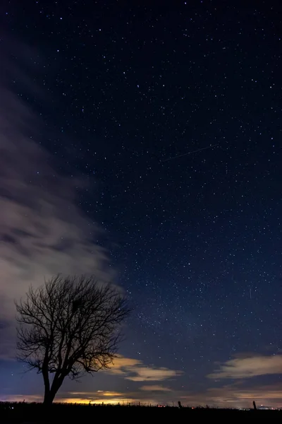 Baum Mit Sternenhimmel Vor Sonnenaufgang — Stockfoto