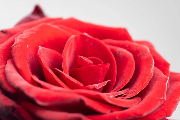 Аромат Свежих Роз Цветочный Фон — стоковое фото