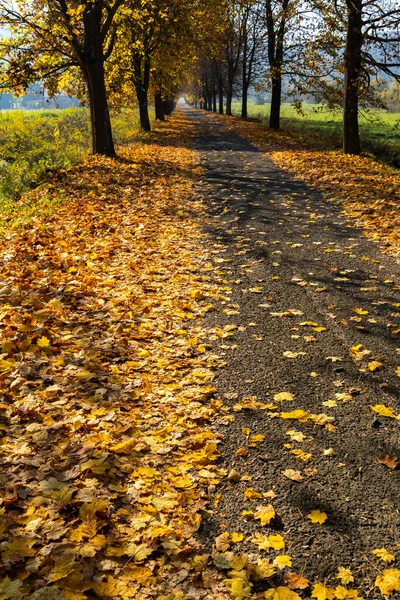 Ruelle Automne Près Banhorvati Dans Nord Hongrie Hongrie — Photo