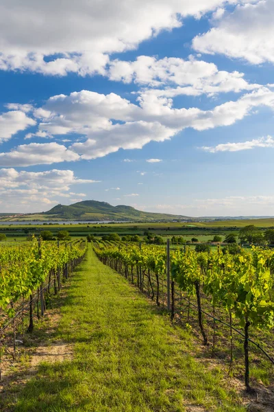 Vignobles Printemps Sous Palava Près Sonberk Moravie Sud République Tchèque — Photo