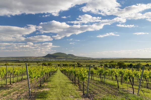 Viñedos Primavera Bajo Palava Cerca Sonberk Moravia Del Sur República —  Fotos de Stock