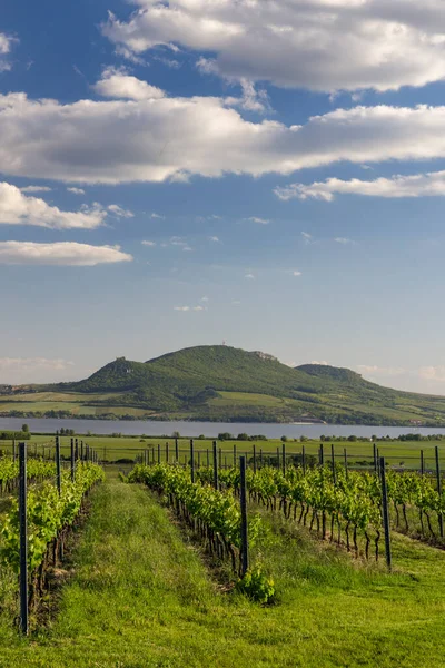 Viñedos Primavera Bajo Palava Cerca Sonberk Moravia Del Sur República — Foto de Stock