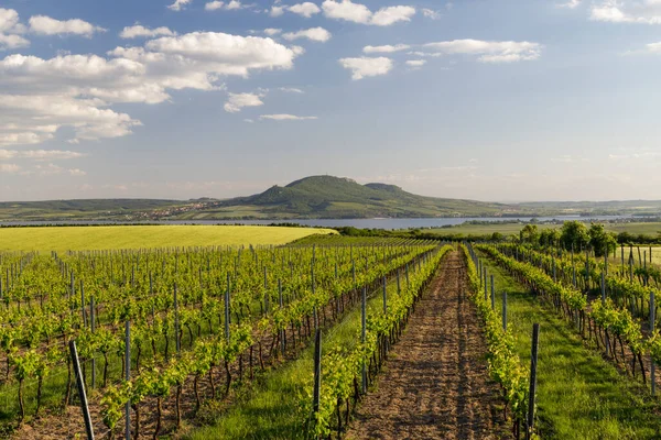 Vignobles Printemps Sous Palava Près Sonberk Moravie Sud République Tchèque — Photo