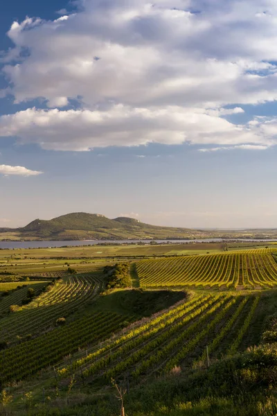 Vignobles Printemps Sous Palava Près Sonberk Moravie Sud République Tchèque — Photo