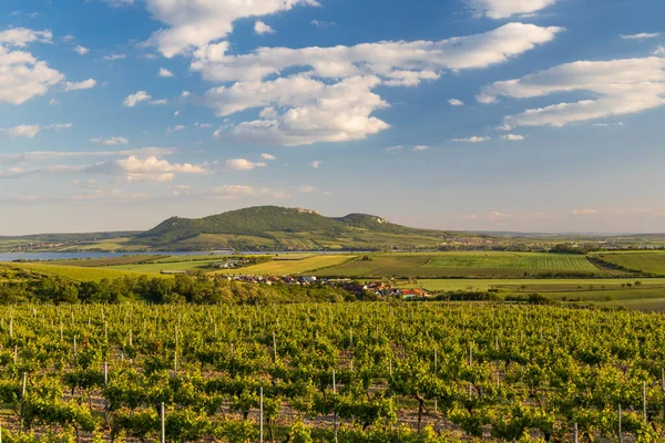 Viñedos Primavera Bajo Palava Cerca Sonberk Moravia Del Sur República —  Fotos de Stock